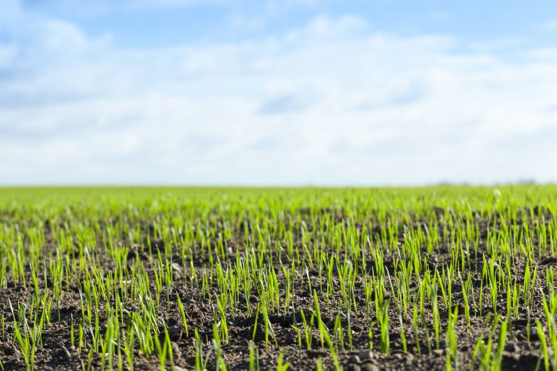 Lawn Installation in Spring